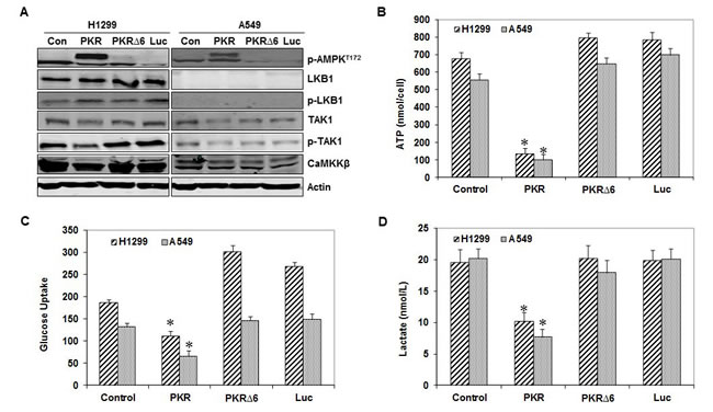 RNA-dependent protein kinase (PKR) mediates AMP-activated kinase (AMPK) activation by inhibiting ATP.