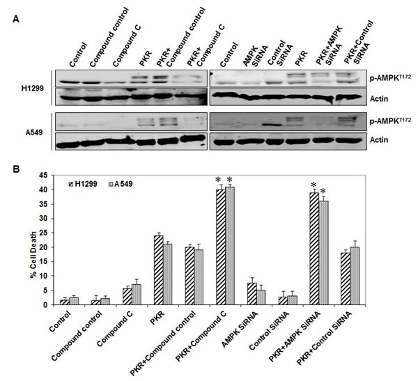 AMP-activated kinase (AMPK) inhibition enhances RNA-dependent protein kinase (PKR)-mediated cell death.