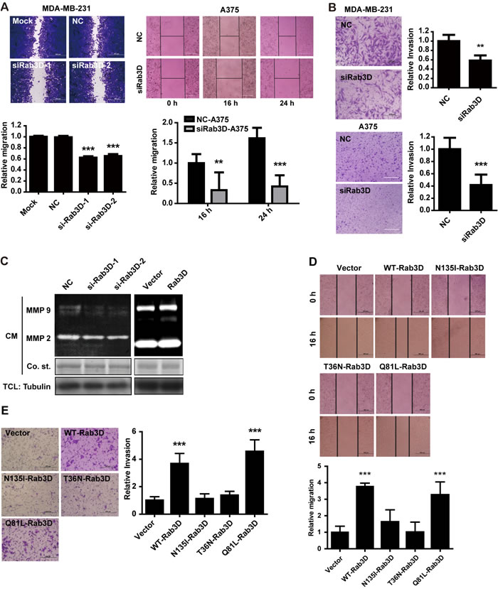 The effect of Rab3D on tumor cell migration and invasion