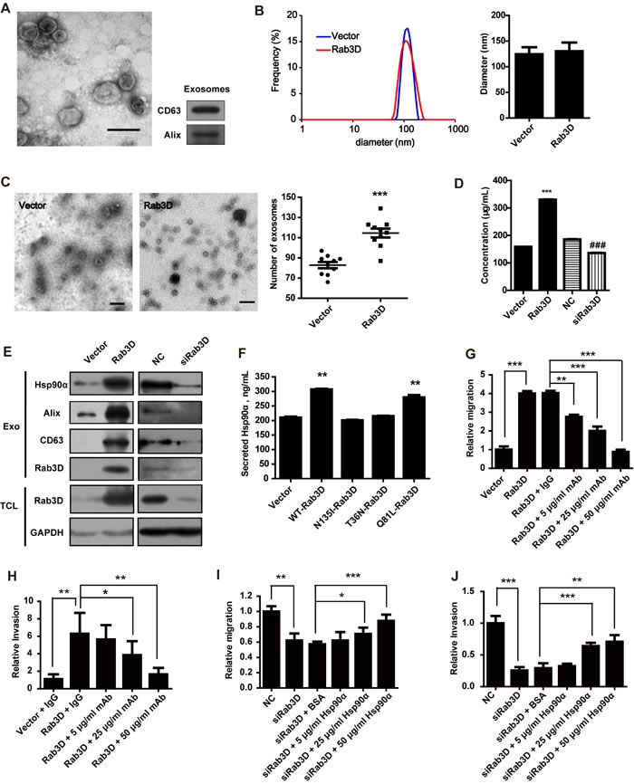 The role of secreted Hsp90&#x3b1; in Rab3D induced invasion.