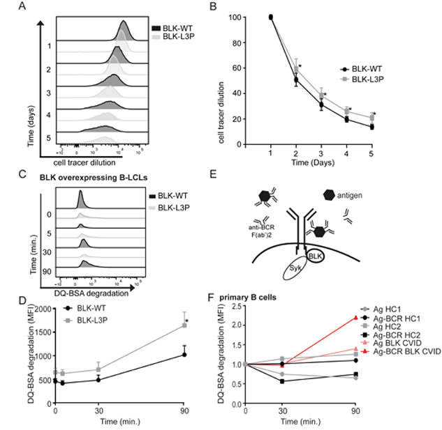 Fig.3: L3P-BLK has diminished ability to transmit tonic and ligand-induced B cell receptor signals.