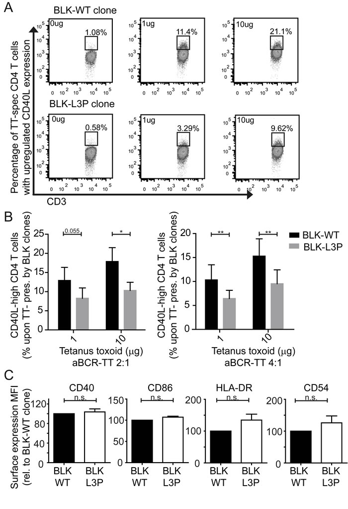 Fig.4: Decreased capacity of L3P-BLK to facilitate B cell receptor-mediated HLA-DR/peptide presentation to CD4