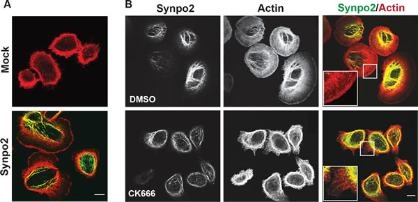 Synpo2 promotes Arp2/3-dependent lamellipodia formation.