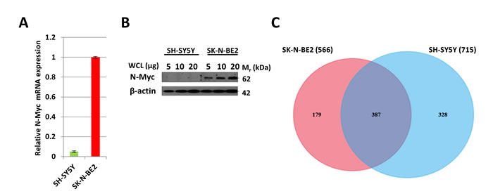 Comparison of N-Myc amplified and non-amplified neuroblastoma cell line secretome using FunRich.