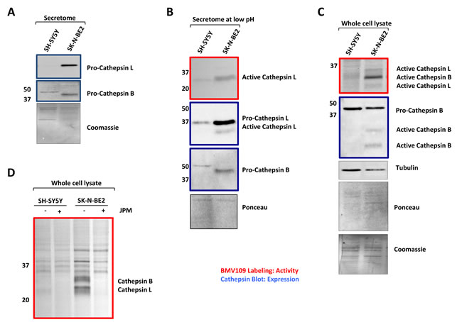 Cathepsin expression and activity of secretomes and cells.