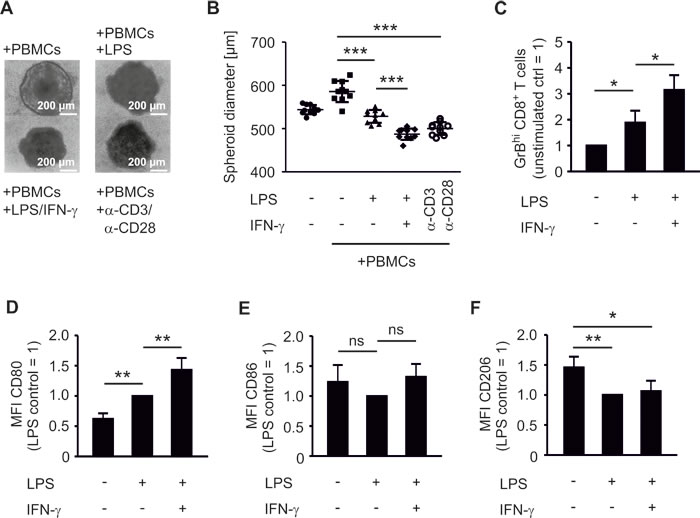 PBMCs require activation to restrict tumor spheroid growth and to upregulate activation markers.