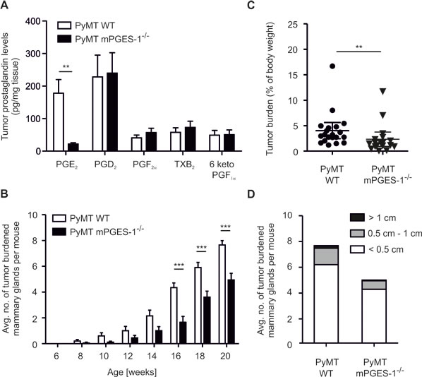 mPGES-1-deficiency impairs PyMT tumor growth.