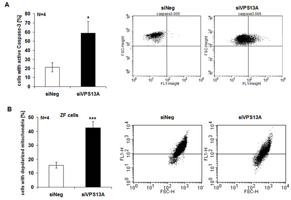 Chorein sensitive Caspase-3 activity and mitochondrial depolarization in ZF rhabdomyosarcoma cells.