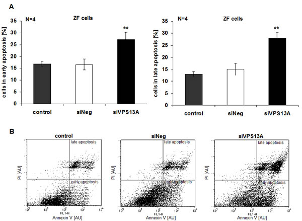 Chorein sensitivity of apoptosis in ZF rhabdomyosarcoma cells.