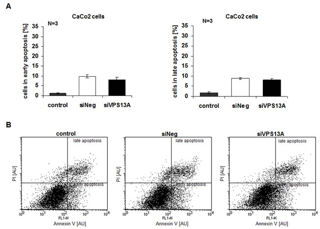 Resistance of CaCo2 cells to apoptotic effect of chorein silencing..