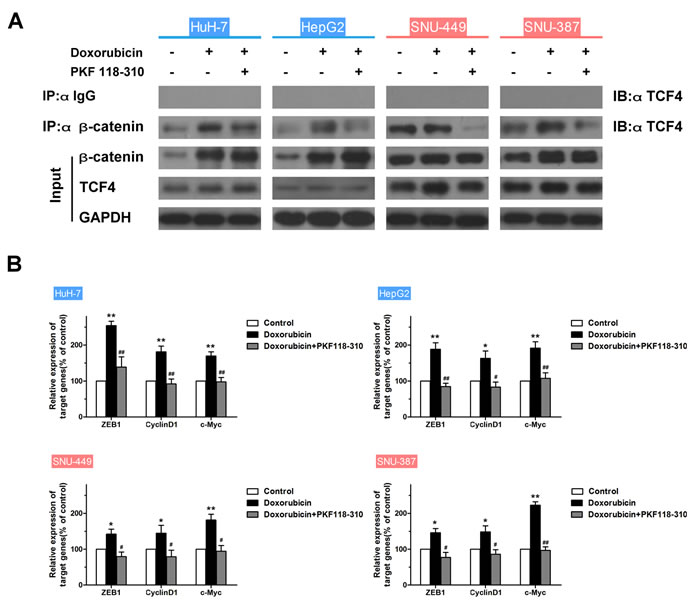 The &#x3b2;-catenin/TCF complex is indispensable to the doxorubicin-induced EMT.
