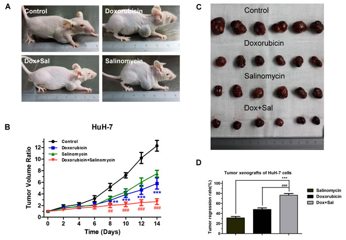 Salinomycin enhances the efficacy of doxorubicin in subcutaneous xenografts of HCC cells in nude mice.