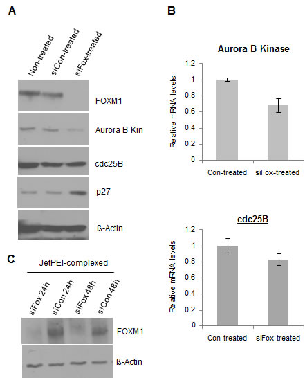 FoxM1-specific siRNA (siFox) suppresses the expression of FOXM1 and its targets in MDA-MB-231-luc cells.