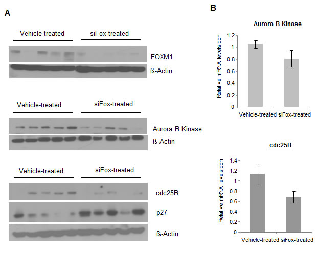 Repeat injection of siFox reduces protein expressions of FOXM1 and its targets in MDA-MB-231-luc subcutaneous tumors.