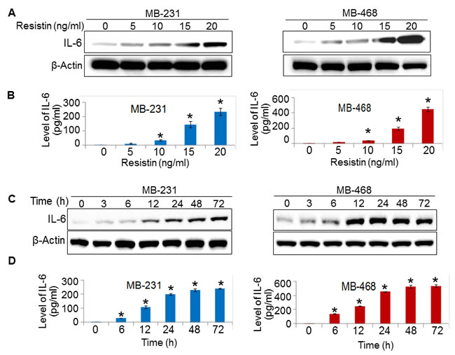 Resistin treatment enhances the expression of IL-6.