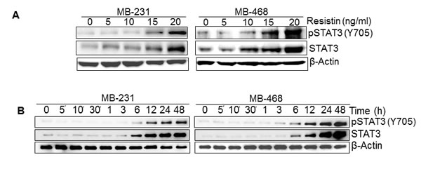 Resistin induces expression and phosphorylation of STAT3.