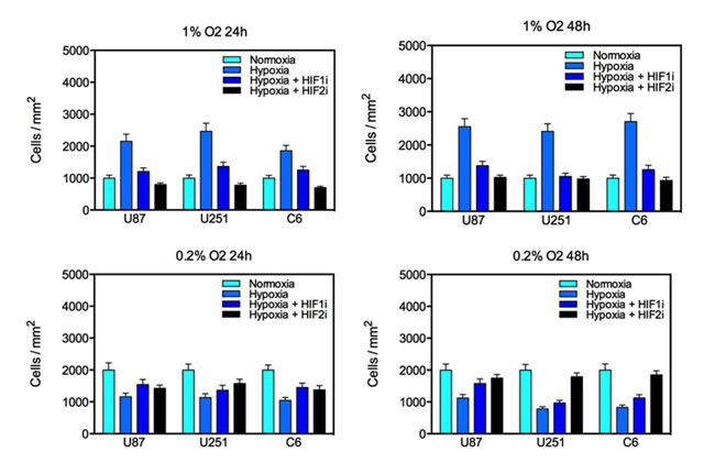 Proliferation of U87, U251 and C6 glioma cell lines under varying oxygen concentrations for 24 or 48 hours.