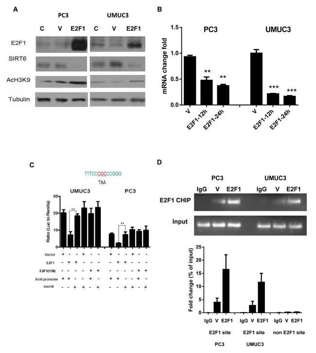 Over-expression of E2F1 reduces SIRT6 transcription through direct binding to