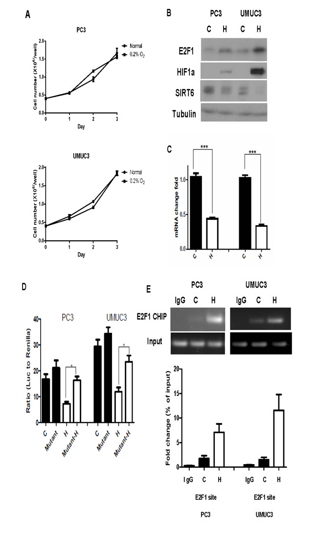 Increased E2F1 and its binding to SIRT6 promoter under hypoxia.