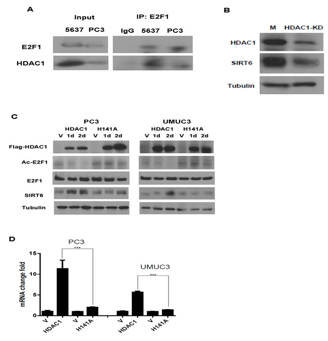 HDAC1 forms a complex with E2F1 and up regulated SIRT6 expression.