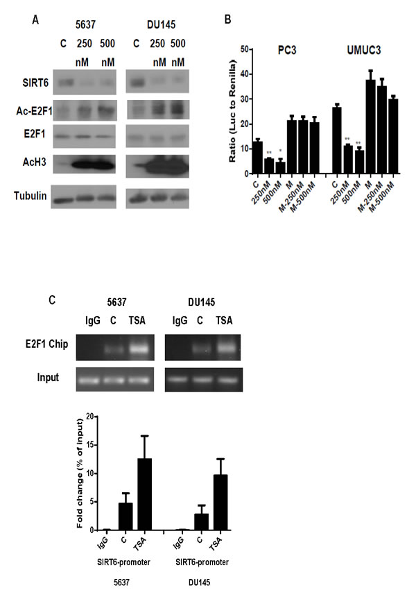 HDAC inhibitor enhances E2F1 acetylation and its binding and suppression of SIRT6 promoter.