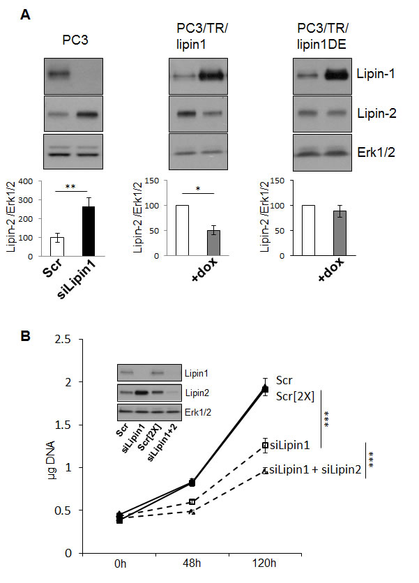 Fig.6: Compensatory regulation between lipin-1 and -2 affects PC-3 phenotype.