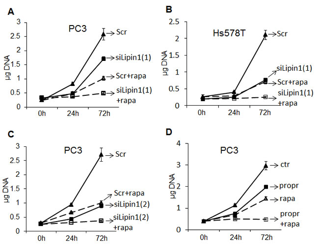 Fig.9: Potentiation of the anti-proliferative effect of rapamycin by depletion or pharmacological inhibition of lipin-1.