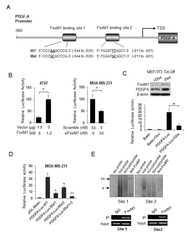 PDGF-A is a direct transcriptional target of FoxM1.