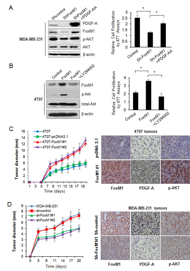 Forkhead box M1 (FoxM1)/PDGF/AKT pathway promotes tumorigenesis of breast cancer cells.