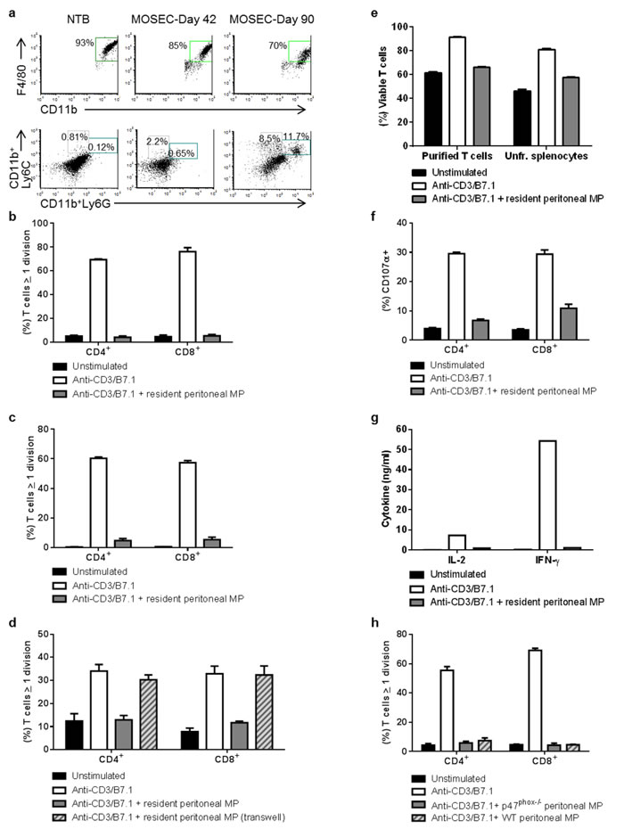 Peritoneal macrophages from non-tumor-bearing and MOSEC-ID8-bearing mice suppress T cell proliferation and activation.