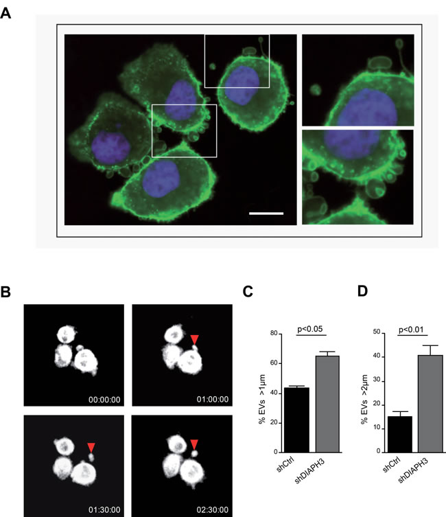 Silencing of DIAPH3 results in increased shedding of large EVs.