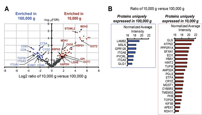 Identification of unique and differentially expressed proteins in large and nano-sized EVs.