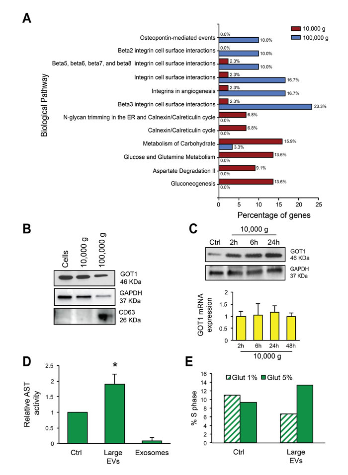 Large EVs are enriched in vesicular markers and alter glutamine metabolism in recipient cells.