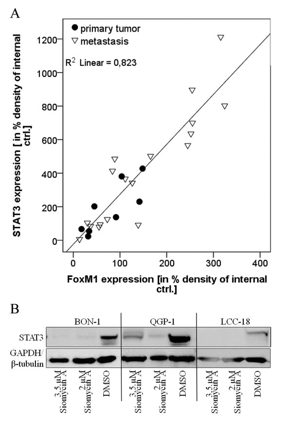Role of STAT3 expression.