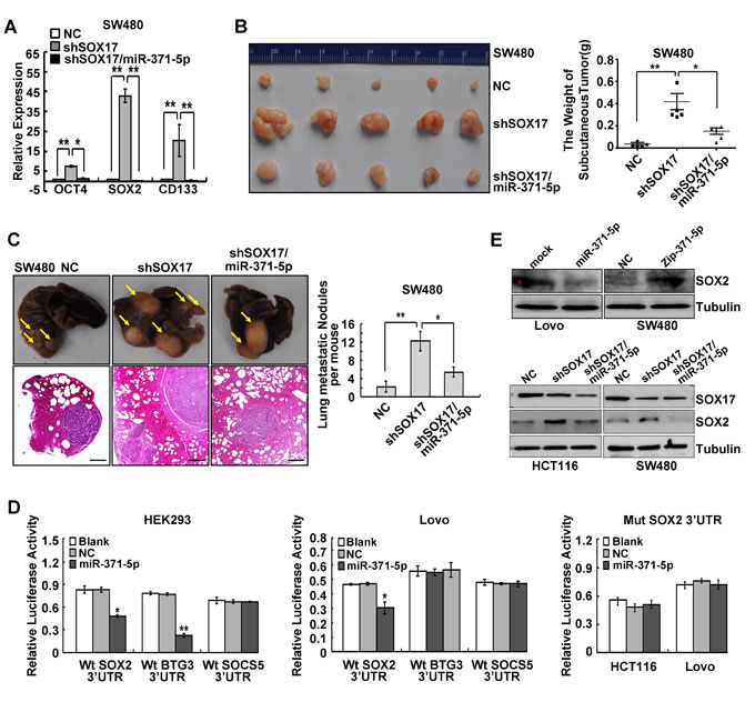 SOX17 is sufficient to suppress stemness and metastasis of CRC cells by regulating miR-371-5p and SOX2 is a direct target of miR-371-5p.