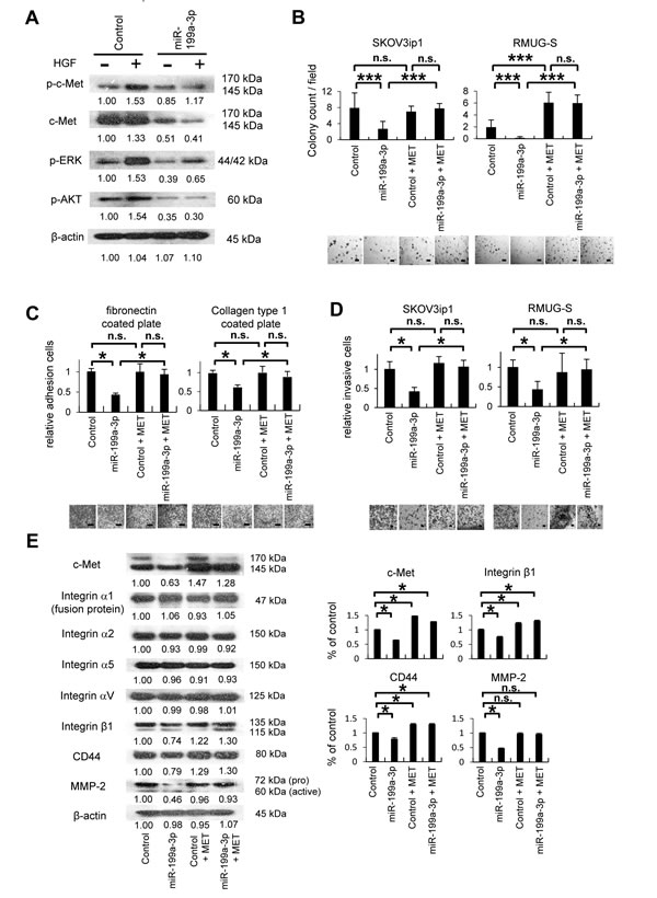 MiR-199a-3p inhibits cell proliferation, adhesion and invasion through the suppression of c-Met expression.