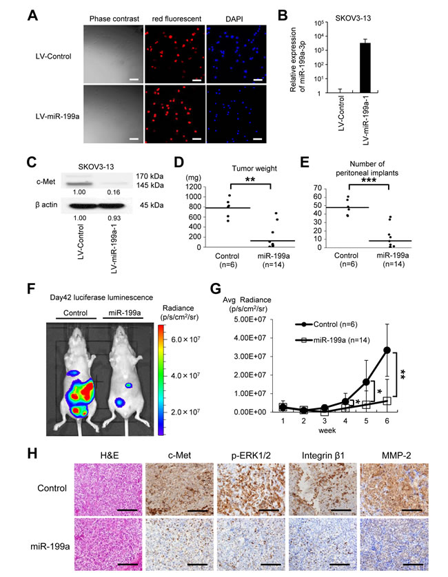 The microRNA miR-199a inhibits peritoneal metastasis in an ovarian cancer xenograft model.