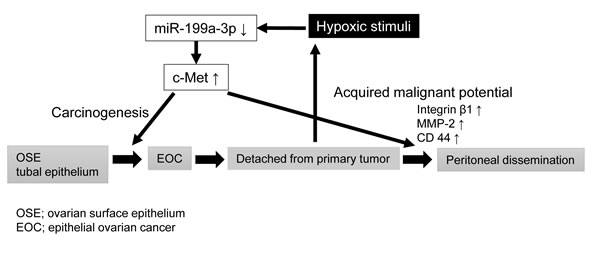 Schematic diagram showing the potential role of miR-199a-3p in ovarian cancer carcinogenesis and progression.