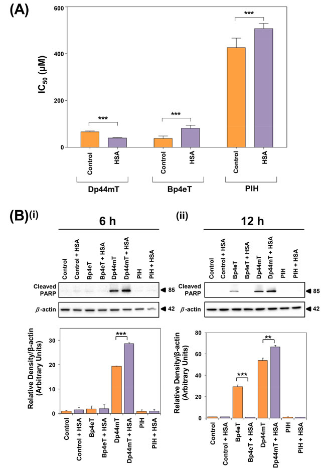 The effect of HSA on the anti-proliferative and apoptotic activity of Dp44mT, Bp4eT and PIH.