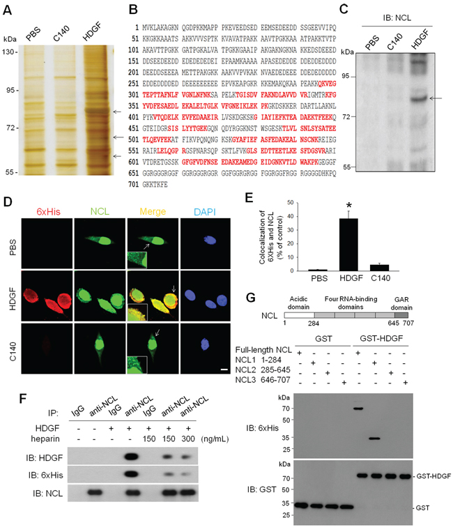 Characterization of NCL as a HDGF-binding membrane protein.