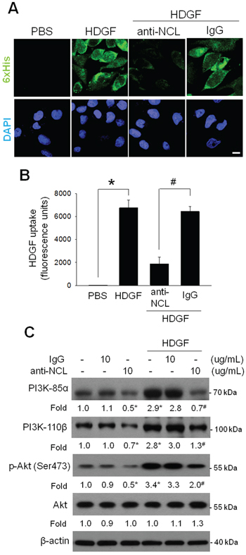 Effect of NCL blockade on HDGF uptake and HDGF-stimulated PI3K/Akt signaling of hepatoma cells.