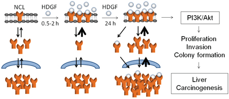 Hypothetical model for HDGF-induced NCL membrane trafficking from cytoplasm (in 0.5&#x2013;2 hours), NCL upregulation (in 24 hours), activation of PI3K/Akt pathway and oncogenic behaviours of hepatoma cells, which ultimately contributes to liver carcinogenesis.