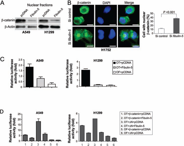 Fibulin-5 inhibits &beta;-catenin nuclear translocation and TCF-4 activity.