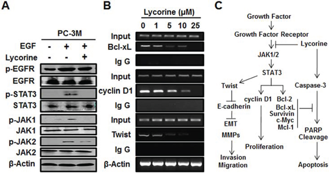 Effect of Lycorine on JAK/STAT3 pathway in PCa cells.