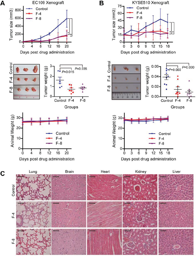 Anti-tumor effect and low toxicity of F806 in ESCC xenograft tumor models.