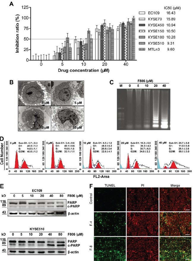 F806 inhibits growth and induces apoptosis in ESCC cells.