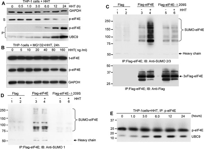 HHT promotes proteasome-dependent degradation of p-eIF4E via enhancing its SUMOylation.