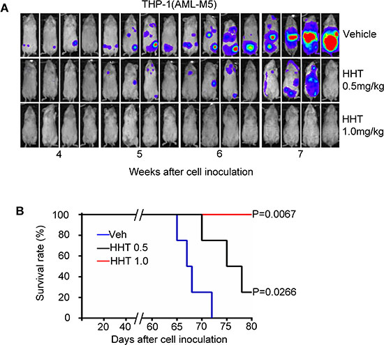 HHT eradicates human AML-M5 expressing high level of p-eIF4E in orthotopic mouse model.