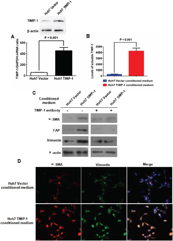 Enforced expression of TIMP-1 in Huh7 cells activated the transformation from LFs to CAFs.