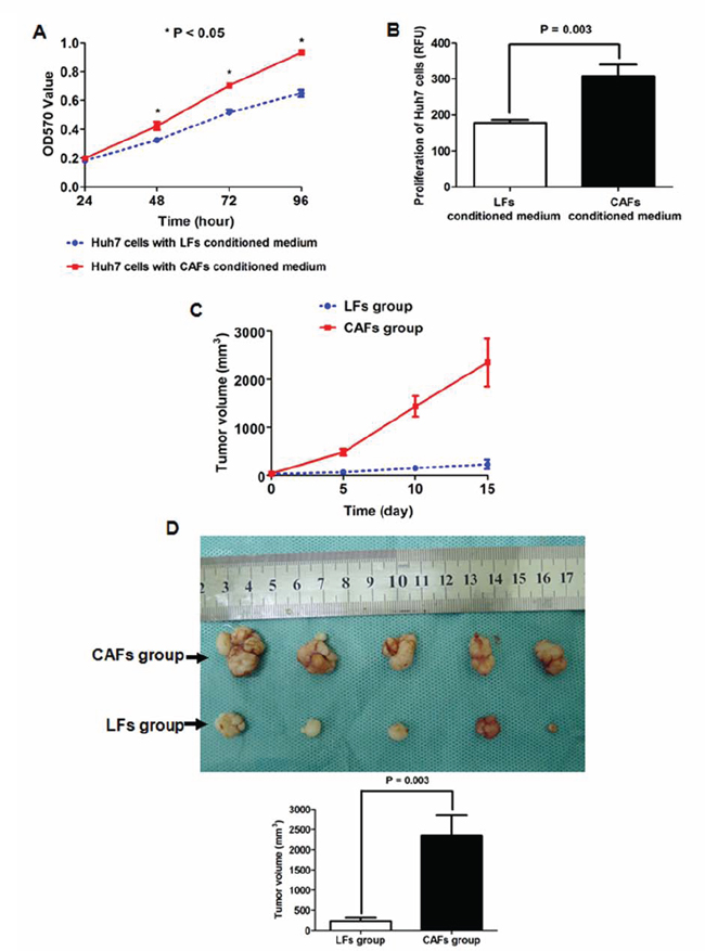 CAF-conditioned medium promoted the growth of HCC cells in vitro and in vivo.